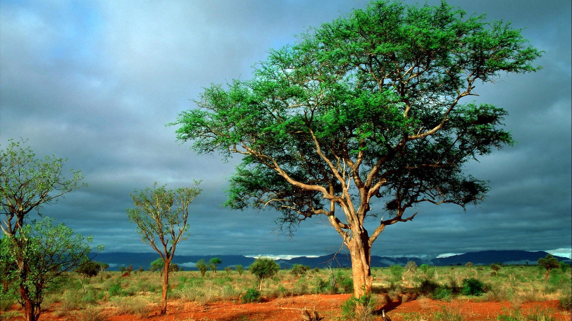 Foto do filme Nature