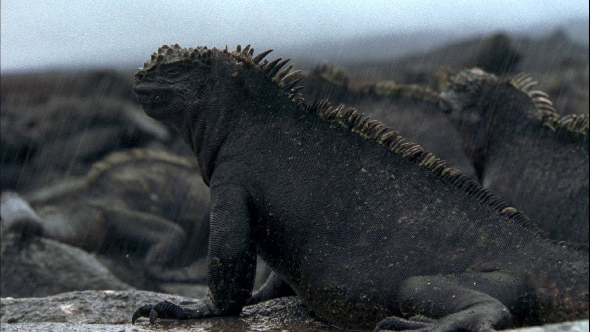 Foto do filme Galapagos