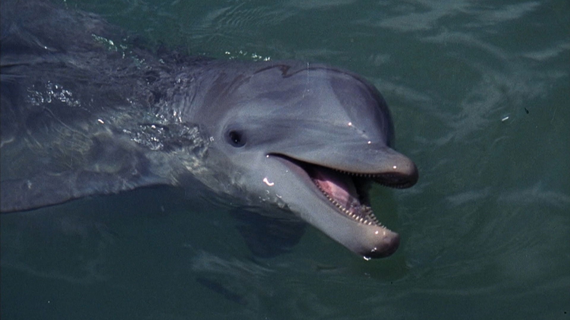 Foto do filme Flipper