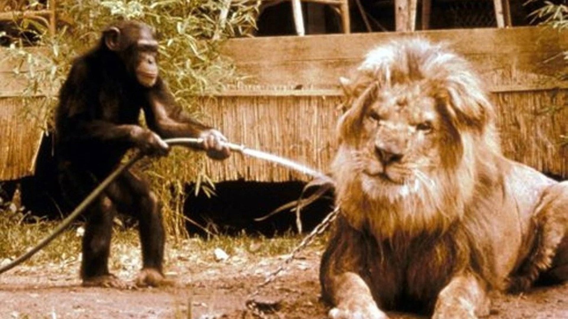 Foto do filme Daktari