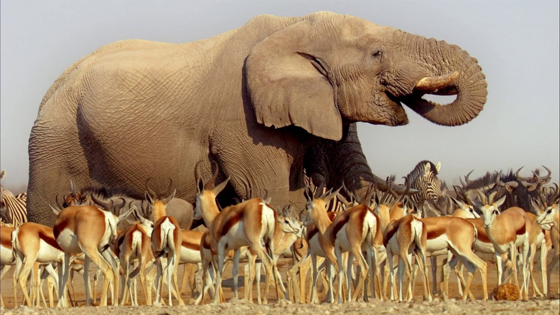 Foto do filme África