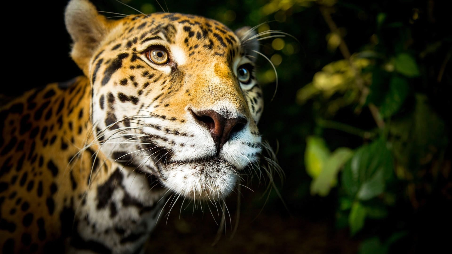 Foto do filme Grandes Felinos
