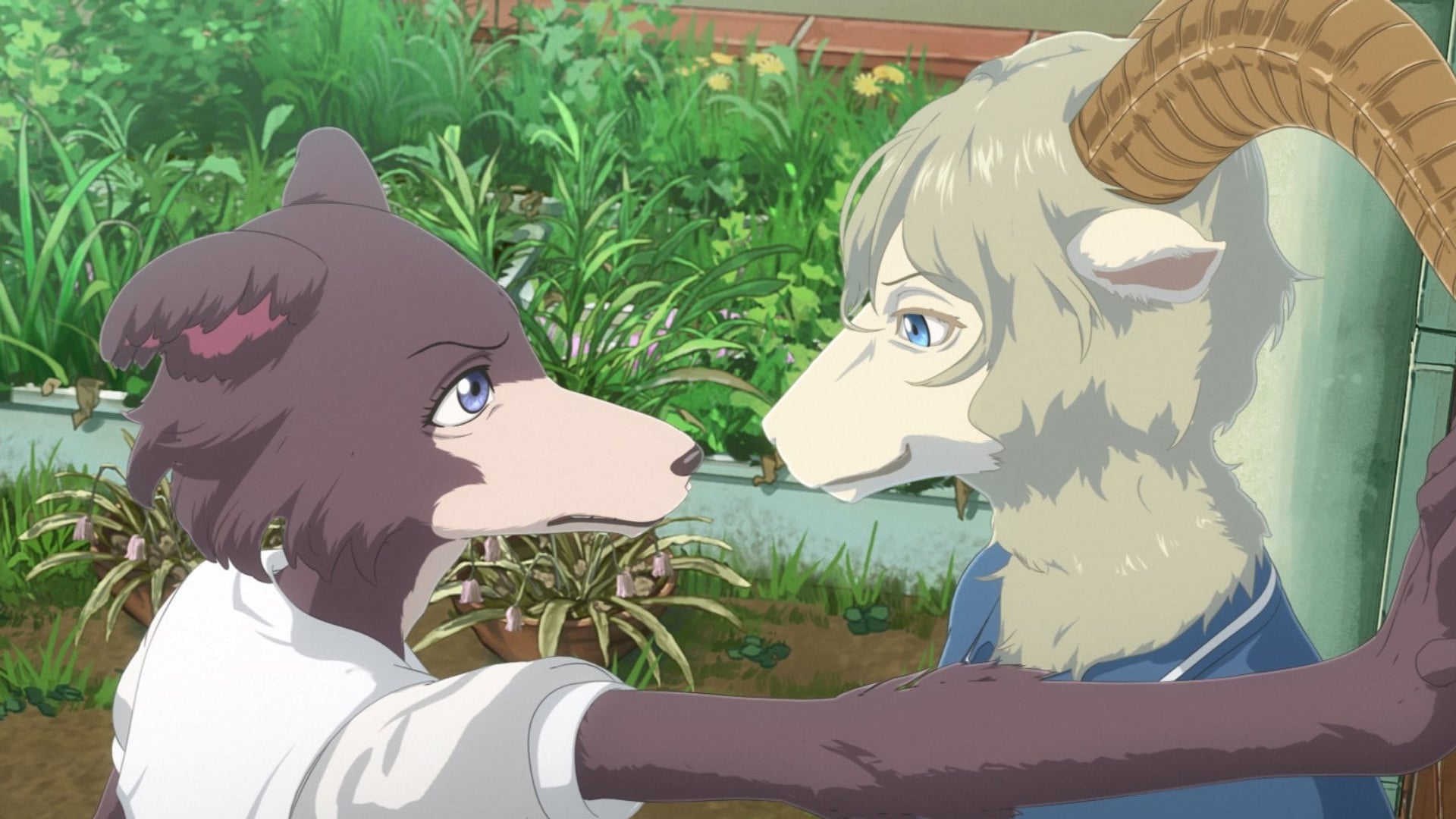 Foto do filme BEASTARS - O Lobo Bom