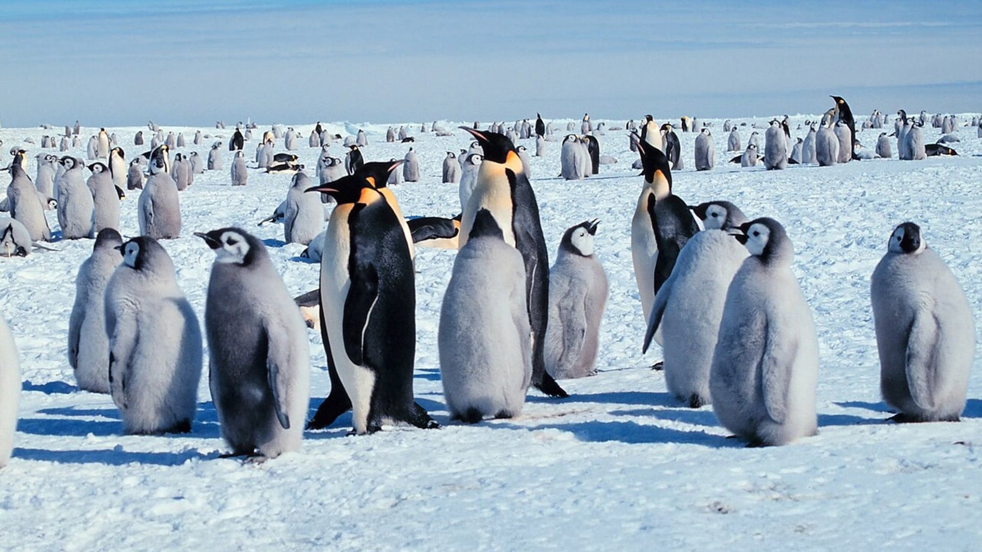 Foto do filme Life in the Freezer