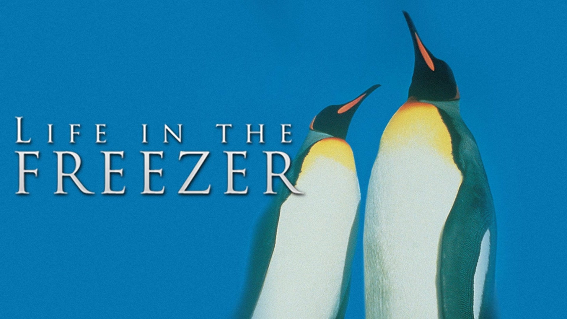 Foto do filme Life in the Freezer