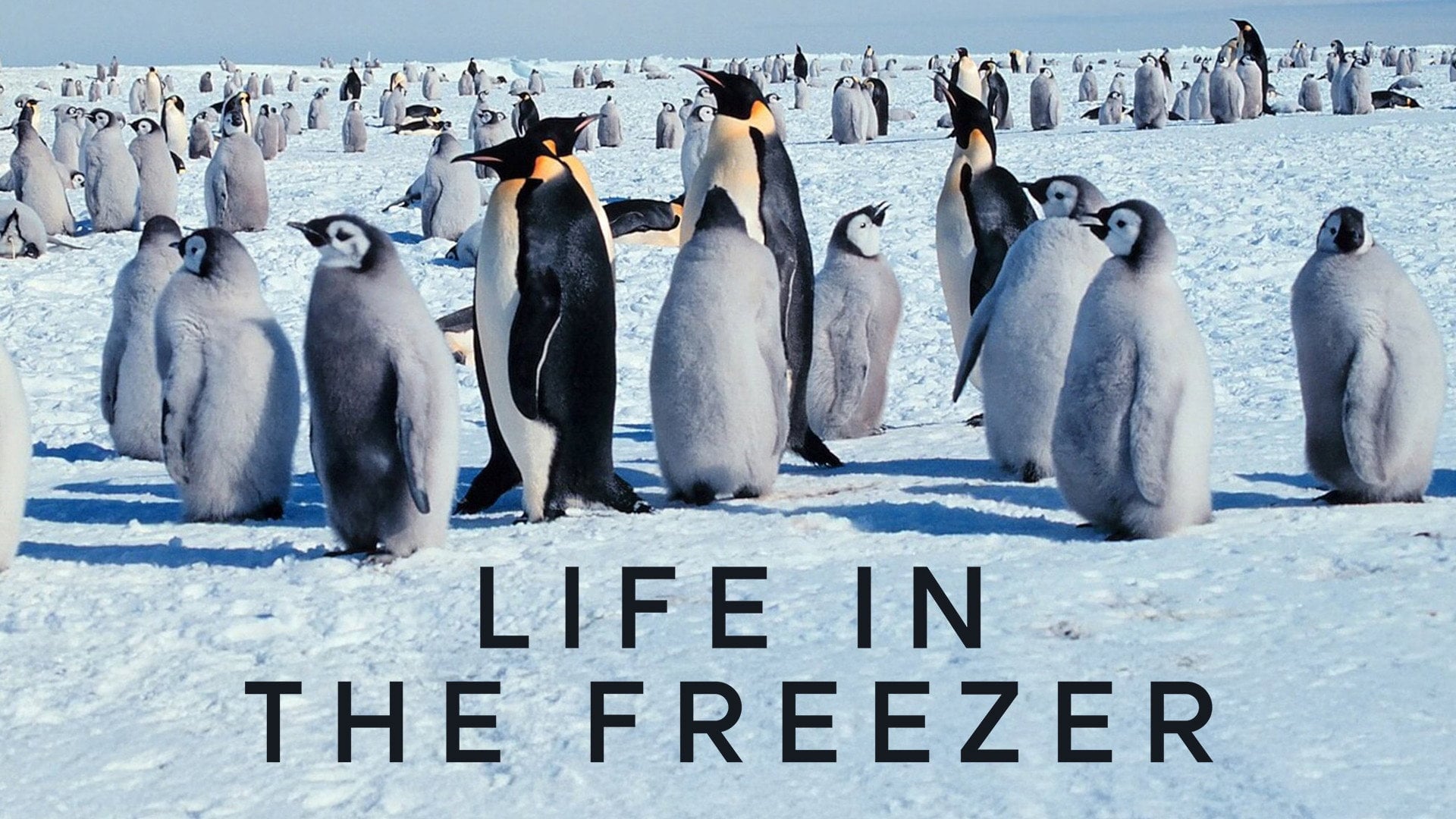 Foto do filme Life in the Freezer