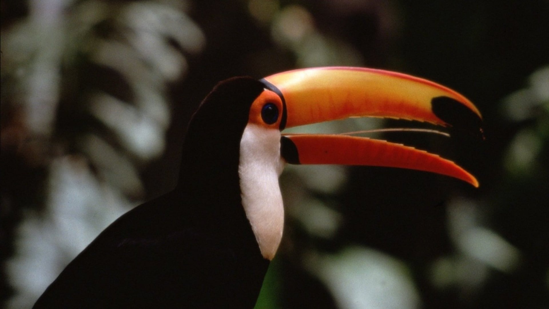 Foto do filme The Life of Birds