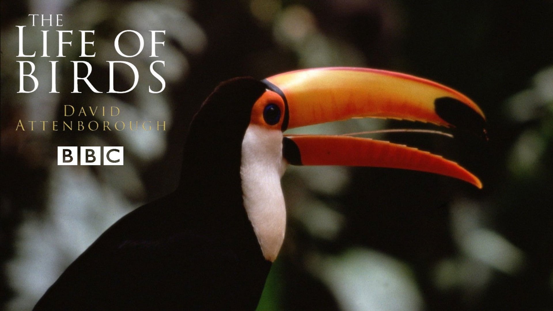 Foto do filme The Life of Birds